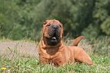 SHAR-PEI 813